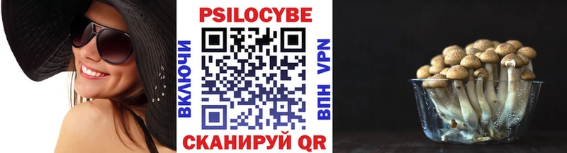 где купить   Калтан  Галлюциногенные грибы Psilocybe 